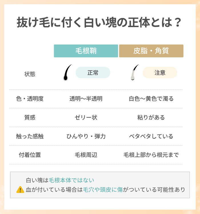 抜け毛に付く白い塊の正体と毛根鞘の基礎知識